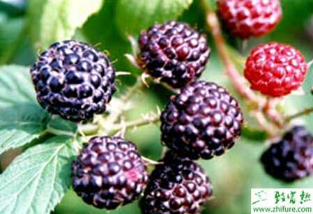 大棚栽培美國黑莓技術(shù)