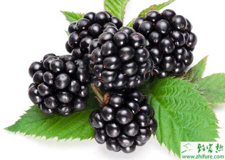 種黑莓害蟲斑須蝽的防治