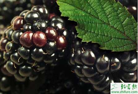 種黑莓育苗培育