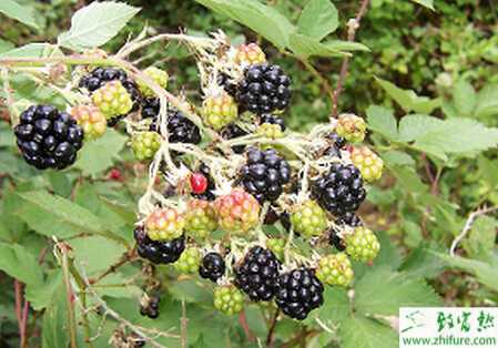 如何栽培美國的黑莓