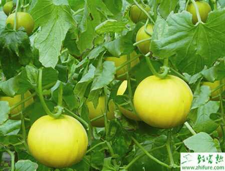 種香瓜著色的不良及甜度差的原因