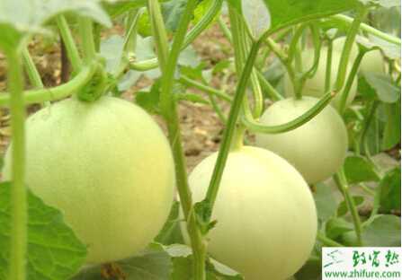 種洋香瓜的育苗期管理