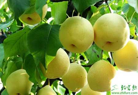 種梨樹搞好梨樹拉枝促進早結豐產