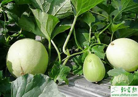 大棚栽培洋香瓜的準備及定植