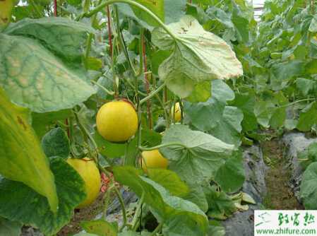 種洋香瓜的炭疽病防治