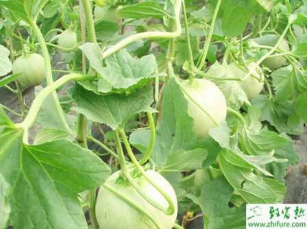 利用小拱棚怎樣栽培洋香瓜