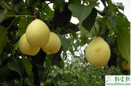 種梨樹的改良方法
