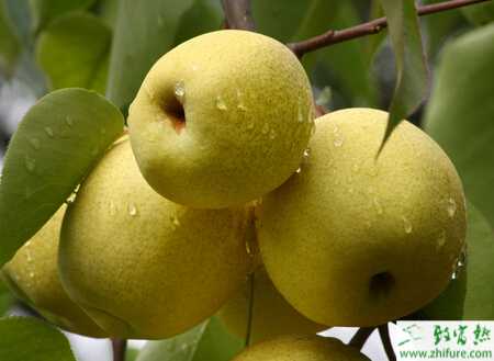 夏季梨樹整形修剪及管理