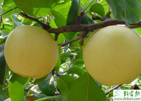 梨果采收后的梨樹保葉措施
