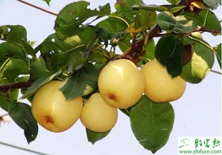 種梨樹把好梨樹管理第一關(guān)