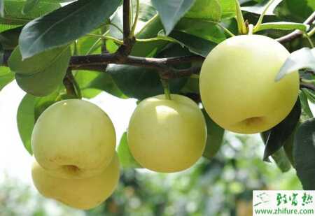 矮化密植栽培梨樹的要點