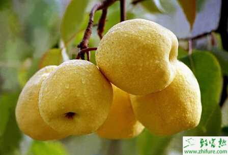 種梨樹的秋施肥應注意問題