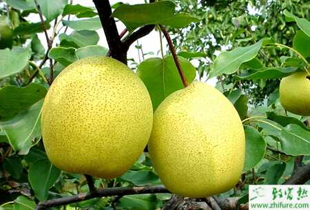 種梨樹的定植的技術