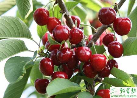 種櫻桃之櫻桃幼樹安全越冬的措施