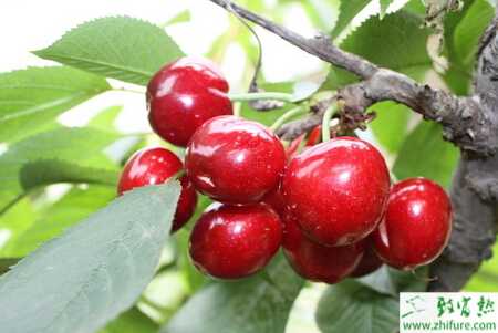 種櫻桃主要病蟲害防治