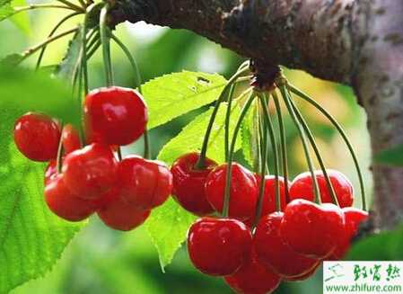 如何豐產(chǎn)栽培大棚櫻桃