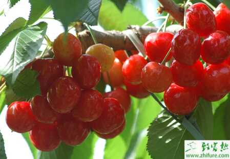 種櫻桃實生苗快速繁育法