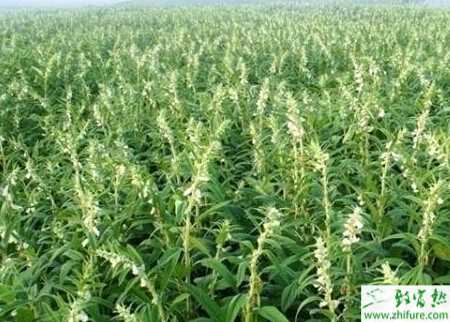 種芝麻增收關(guān)鍵的管理