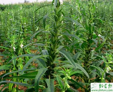 種芝麻莢螟發(fā)生及防治