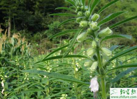 種黑芝麻青枯病的防治
