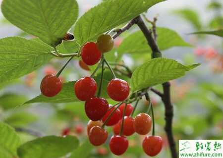 種西印度櫻桃的繁殖技術