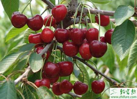 種櫻桃夏季整形修剪技術