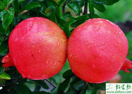 庭院栽種石榴的技術