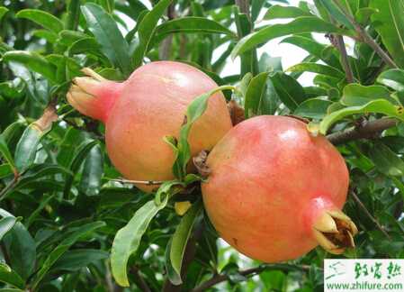 山地石榴矮化密植栽培經(jīng)驗(yàn)