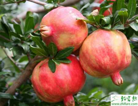 優(yōu)質(zhì)豐產(chǎn)栽培石榴的技術(shù)