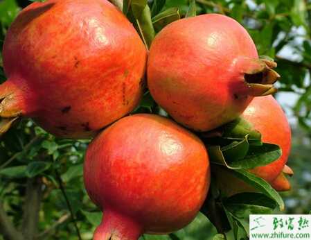 種石榴促進石榴坐果的技術措施