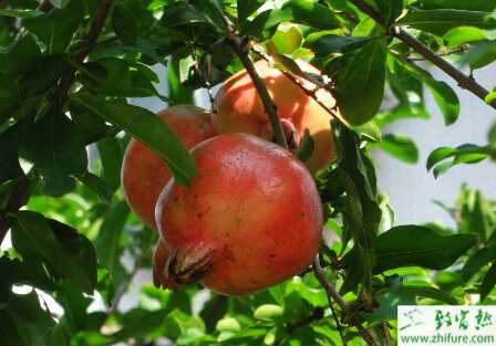 種石榴扦插苗期炭疽病的防治