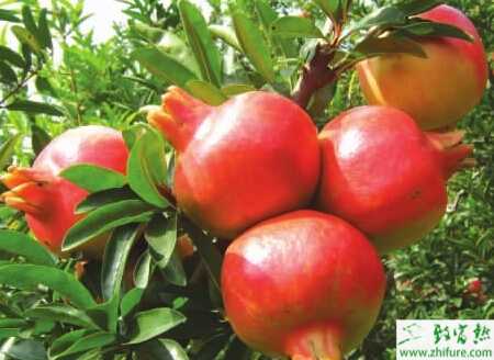 高產(chǎn)栽培石榴技術(shù)