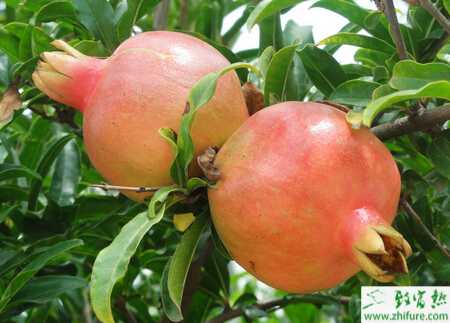 種石榴的采收貯藏