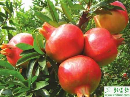 種石榴裂果的預防