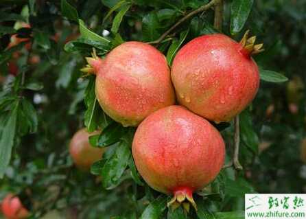 種石榴之無(wú)公害石榴生產(chǎn)技術(shù)