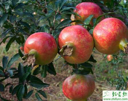 種石榴采果后的管理