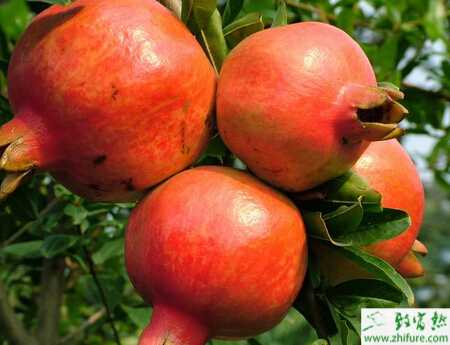 怎樣預(yù)防石榴幼樹嚴(yán)冬抽條