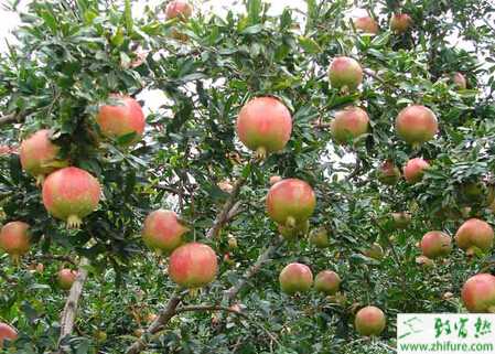 種石榴整形修剪的方法