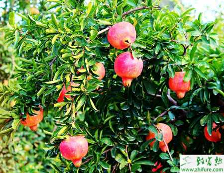 種石榴膨大期的管理技術(shù)