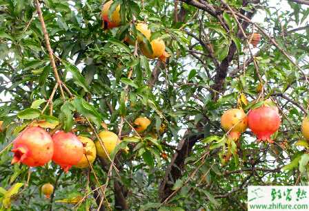 種石榴病茶蓑蛾的防治