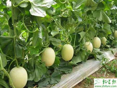 種甜瓜白粉病的防治