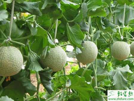大棚種植厚皮甜瓜定植后的管理