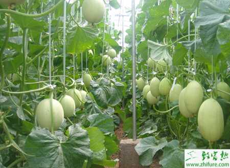 種甜瓜高產栽培措施