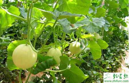 反季節無公害栽培厚皮甜瓜的技術