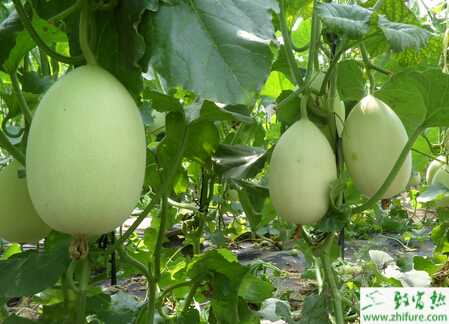 種甜瓜化瓜原因及防治方法