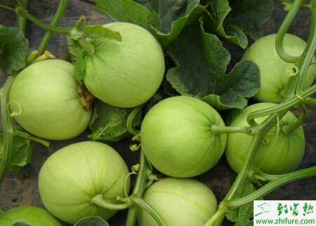 怎樣提高日光溫室厚皮甜瓜含糖量