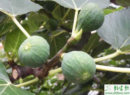 溫室如何栽培無(wú)花果