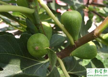 種無花果修剪技術