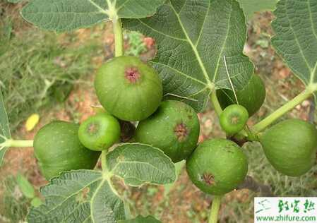 種無花果適宜的樹形