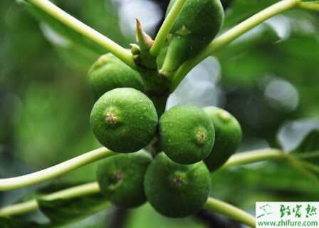 種無花果疫病防治